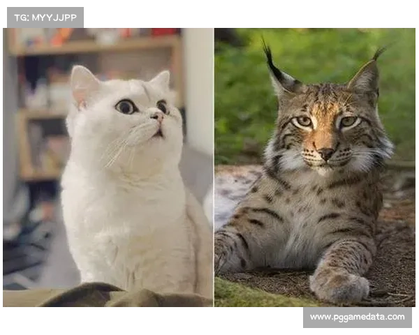 山猫与水星半决赛G2，山猫力争保持不败金身。